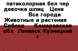 патиколорная бел/чер девочка шпиц › Цена ­ 15 000 - Все города Животные и растения » Собаки   . Кемеровская обл.,Ленинск-Кузнецкий г.